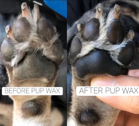 What Causes Dry, Cracked Dog Paws 