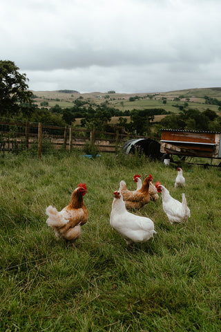 hens pecking in the farm fields