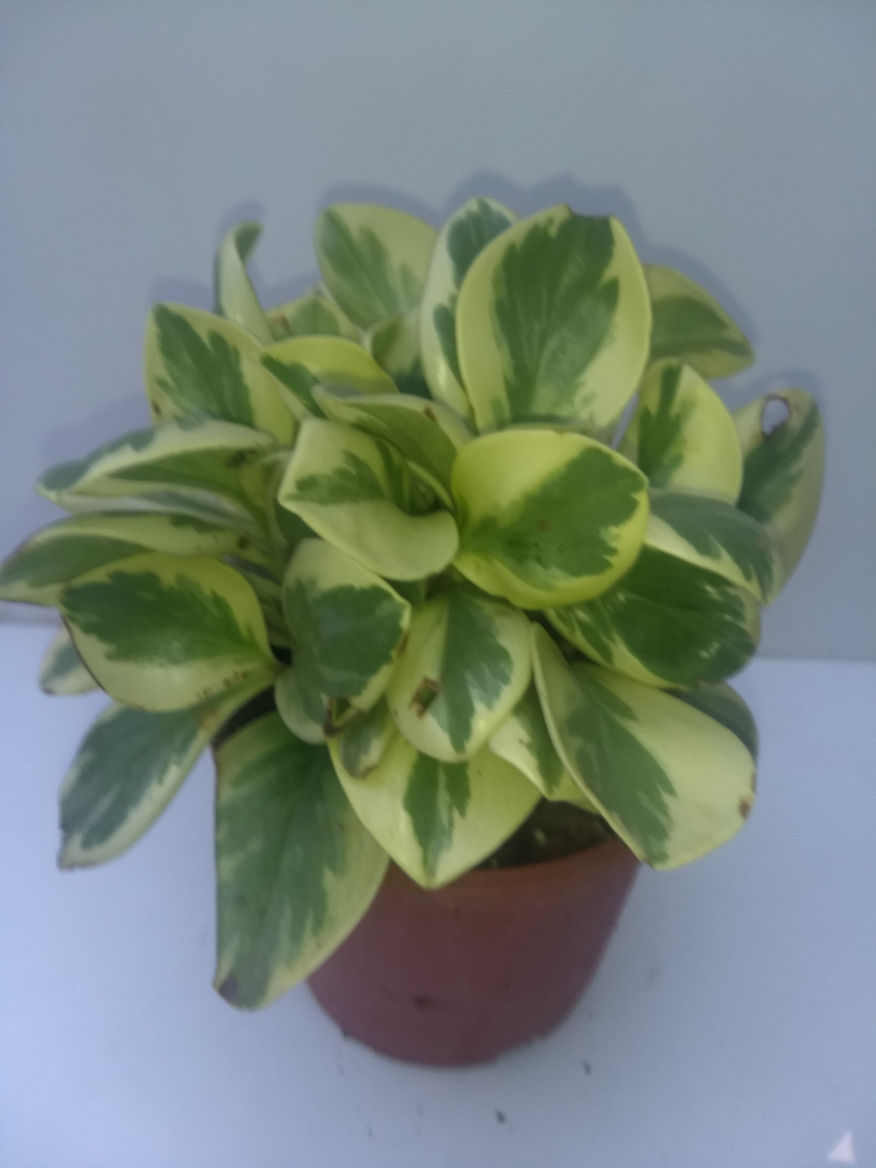 100 Indoor Plants Online How To Keep Your Indoor Plants - peperomia variegated buy indoor outdoor plants online lawnkart