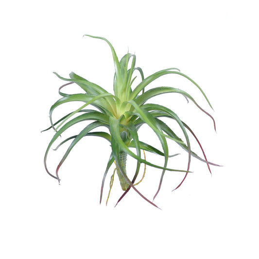 Miniature Artificial Air Plant, Faux Air Plant, Tillandsia Plant, Small Air  Plant, Fake Tillandsia 