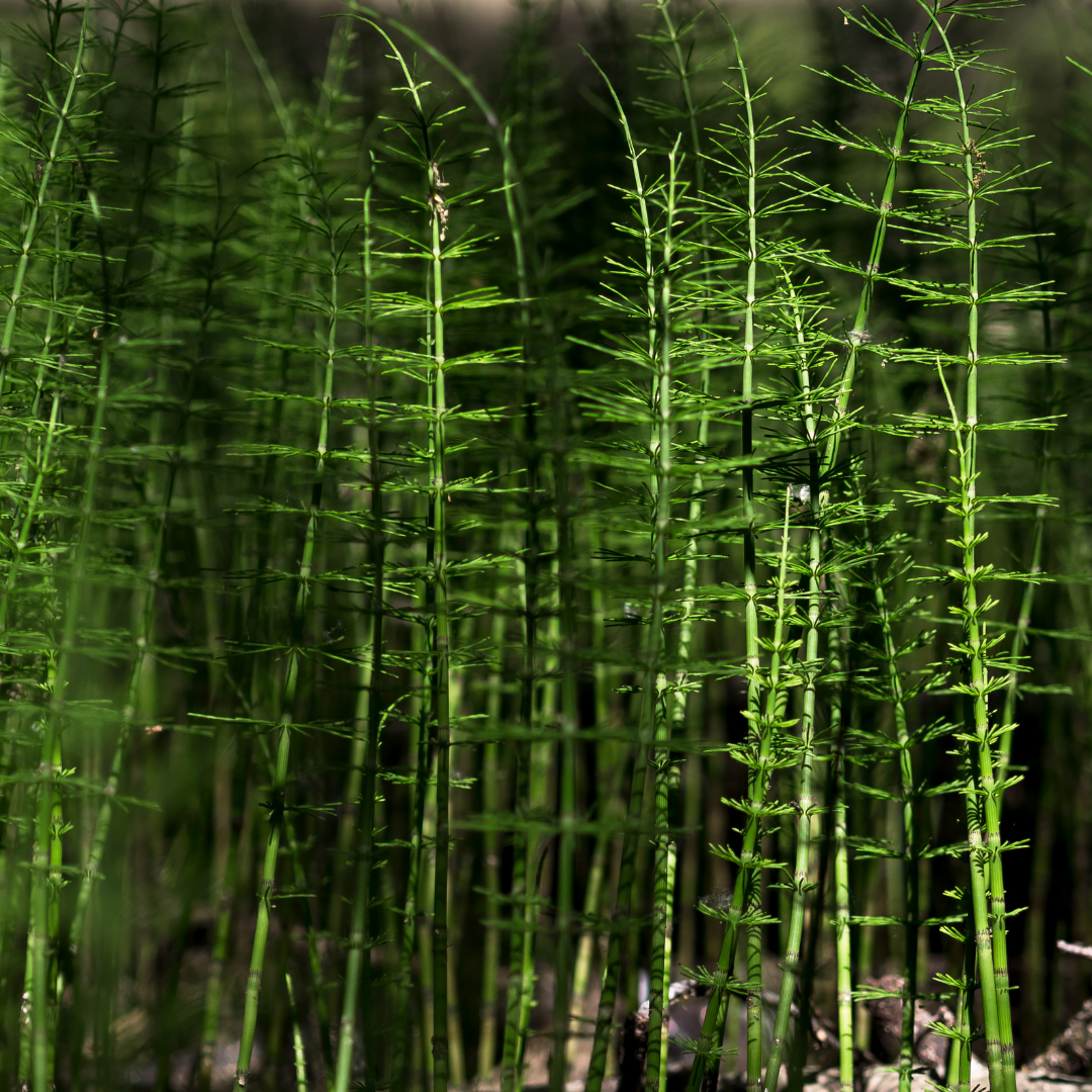 Horsetail перевод. Хвощ полевой. Листья хвоща. Древовидные хвощи. Хвощ болотный.