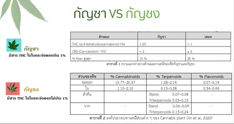 ขนมสยาม ขนมครกใบเตยผสมกัญชา