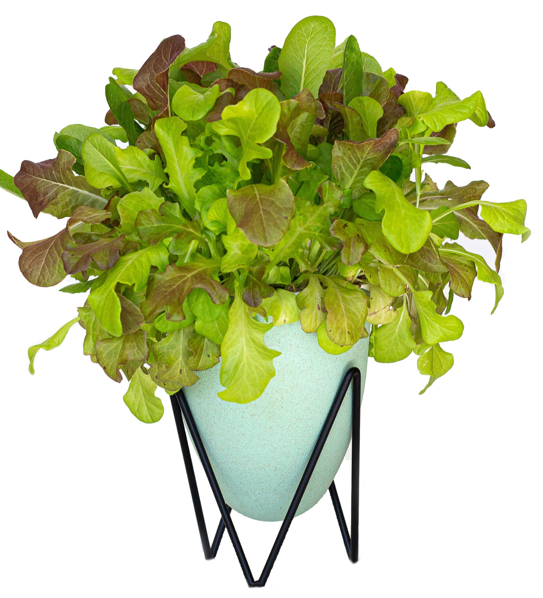 1 House Of Aster Lettuce Self Watering Planter Indoor Herb Garden