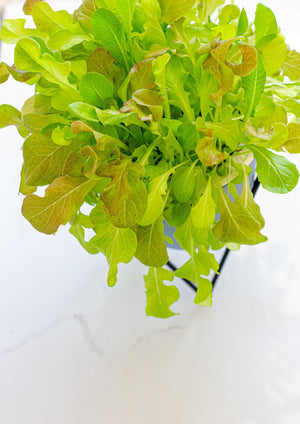 1 House Of Aster Lettuce Self Watering Planter Indoor Herb Garden