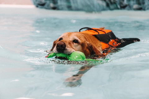 dog therapy swimming