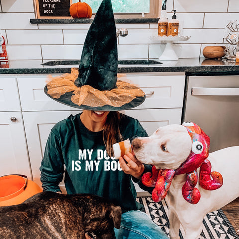witch dog halloween costumes dog treat
