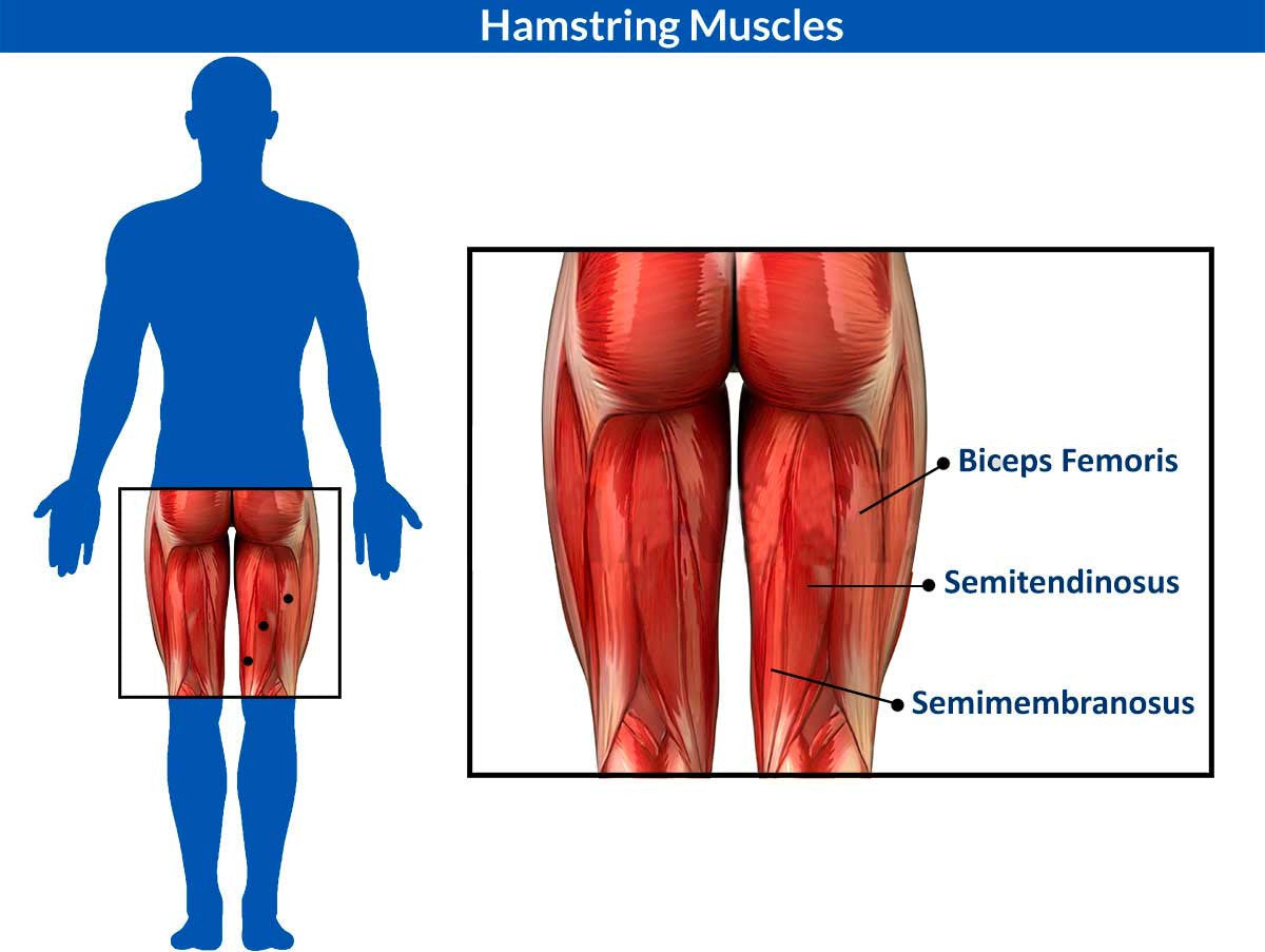 Hamstring Musclces