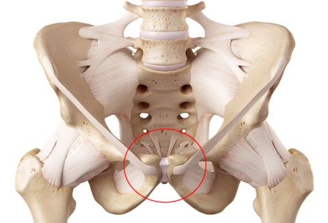 pubic symphysis