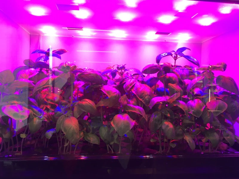 Plants growing in a tank with lights