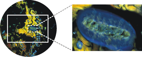 hihg resolution capture