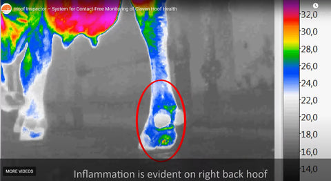 HOOF INSPECTOR - Contact-free hoof health monitoring