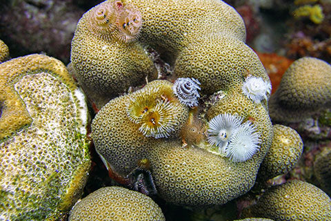 Christmas Tree Worms  