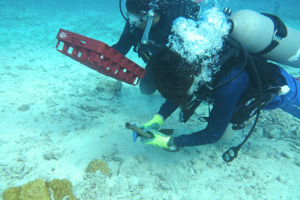 coral nursery