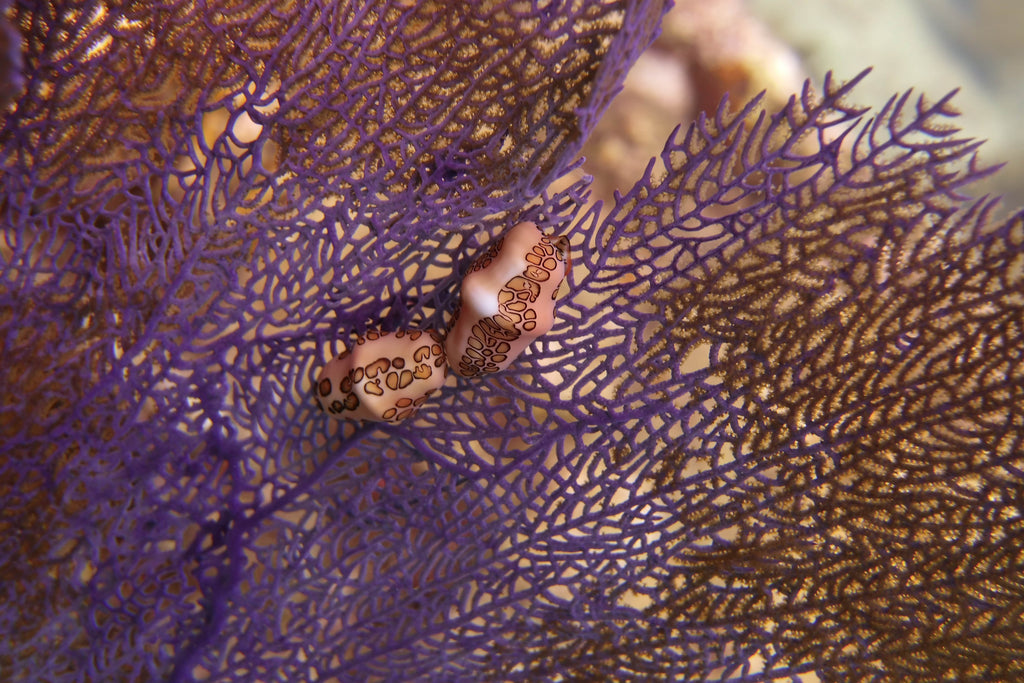 Dive on elbow reef