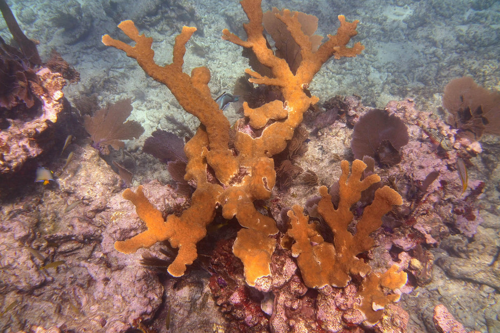 Dive on elbow reef