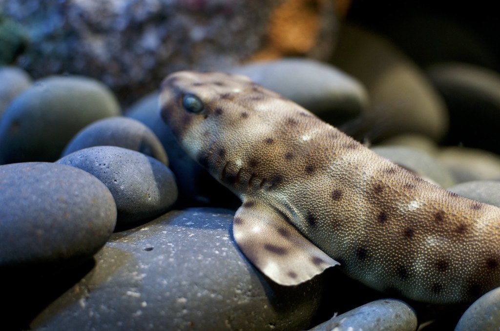 Epaulette sharks