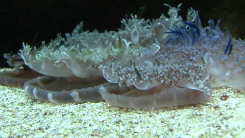 Cassiopeia Jellyfish