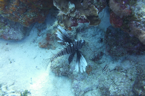 Lionfish