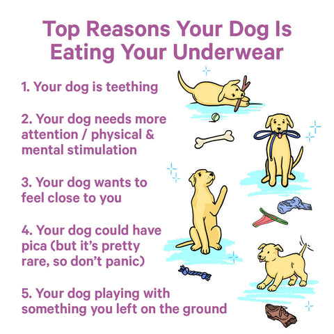 top reasons your dog eats your underwear