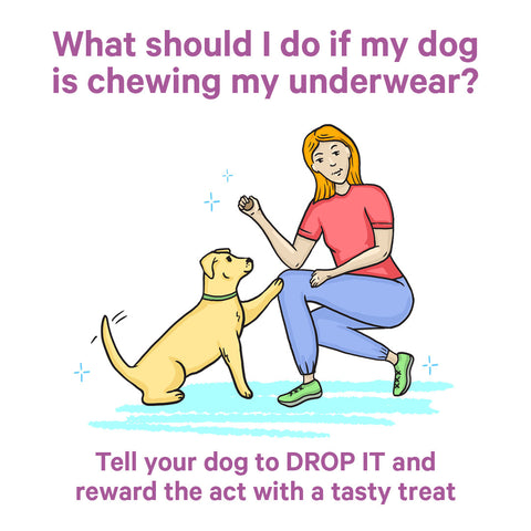 what to do if my dog is eating my underwear
