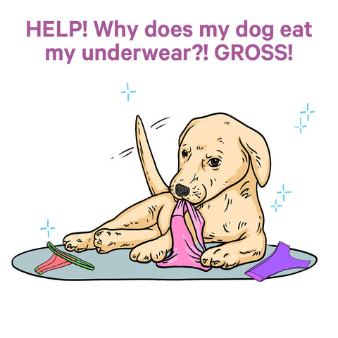 5 reasons your dog eats your underwear