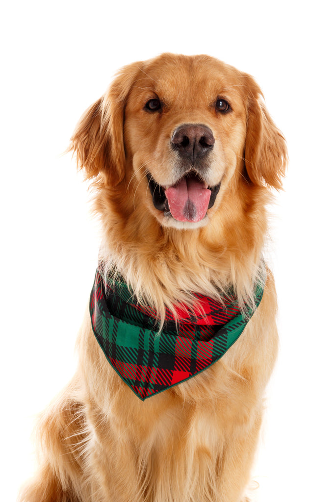 christmas dog handkerchief