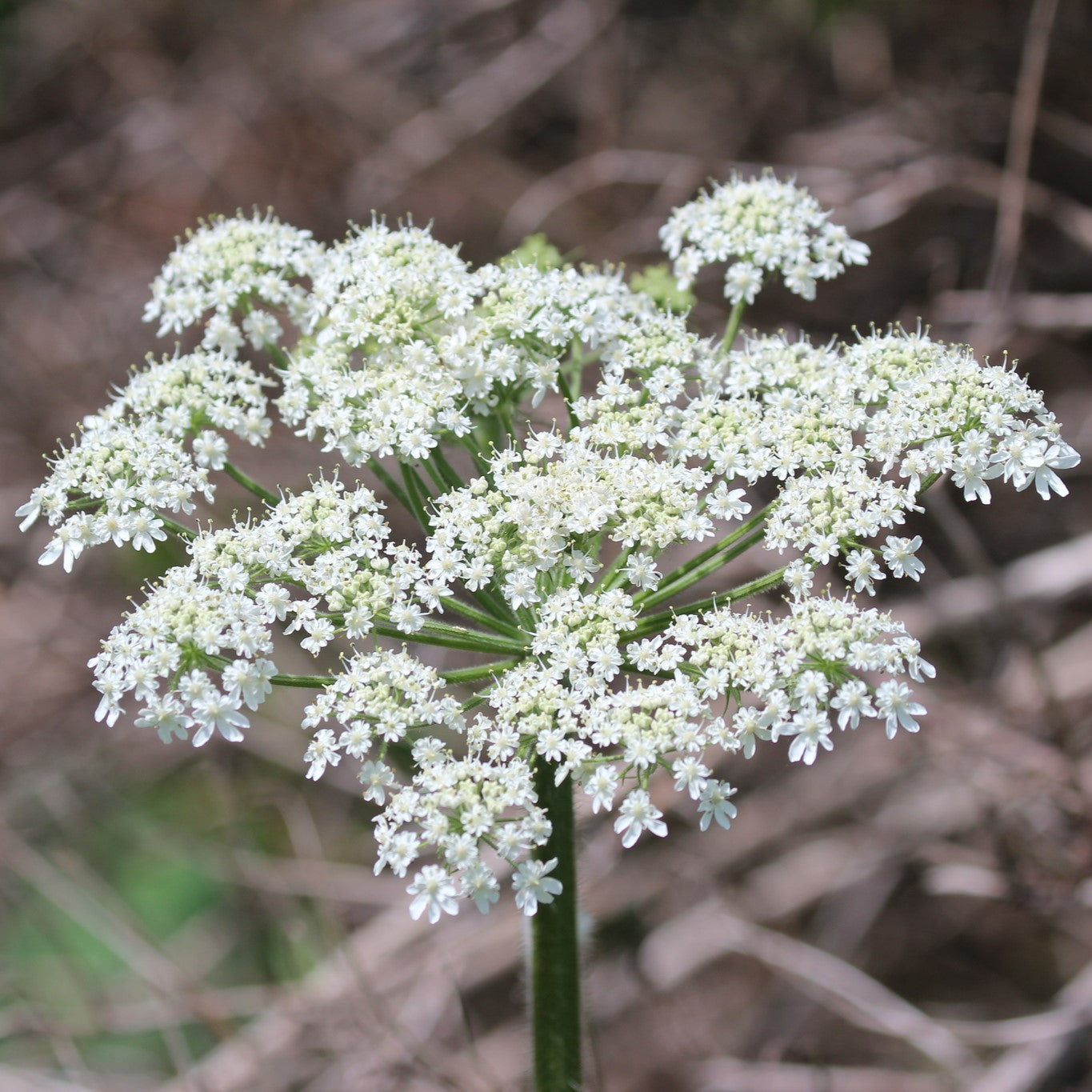 Cow Parsnip