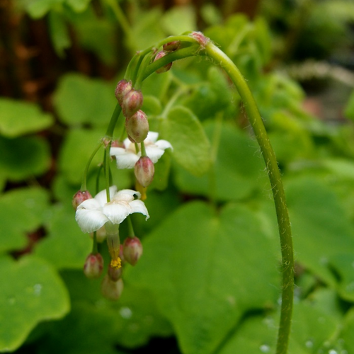 A North American Lily-of-the-Valley? — In Defense of Plants