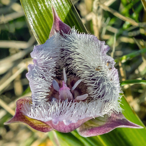 False Lily-of-the-Valley – Sparrowhawk Native Plants