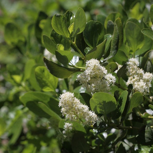 Snowberry – Sparrowhawk Native Plants