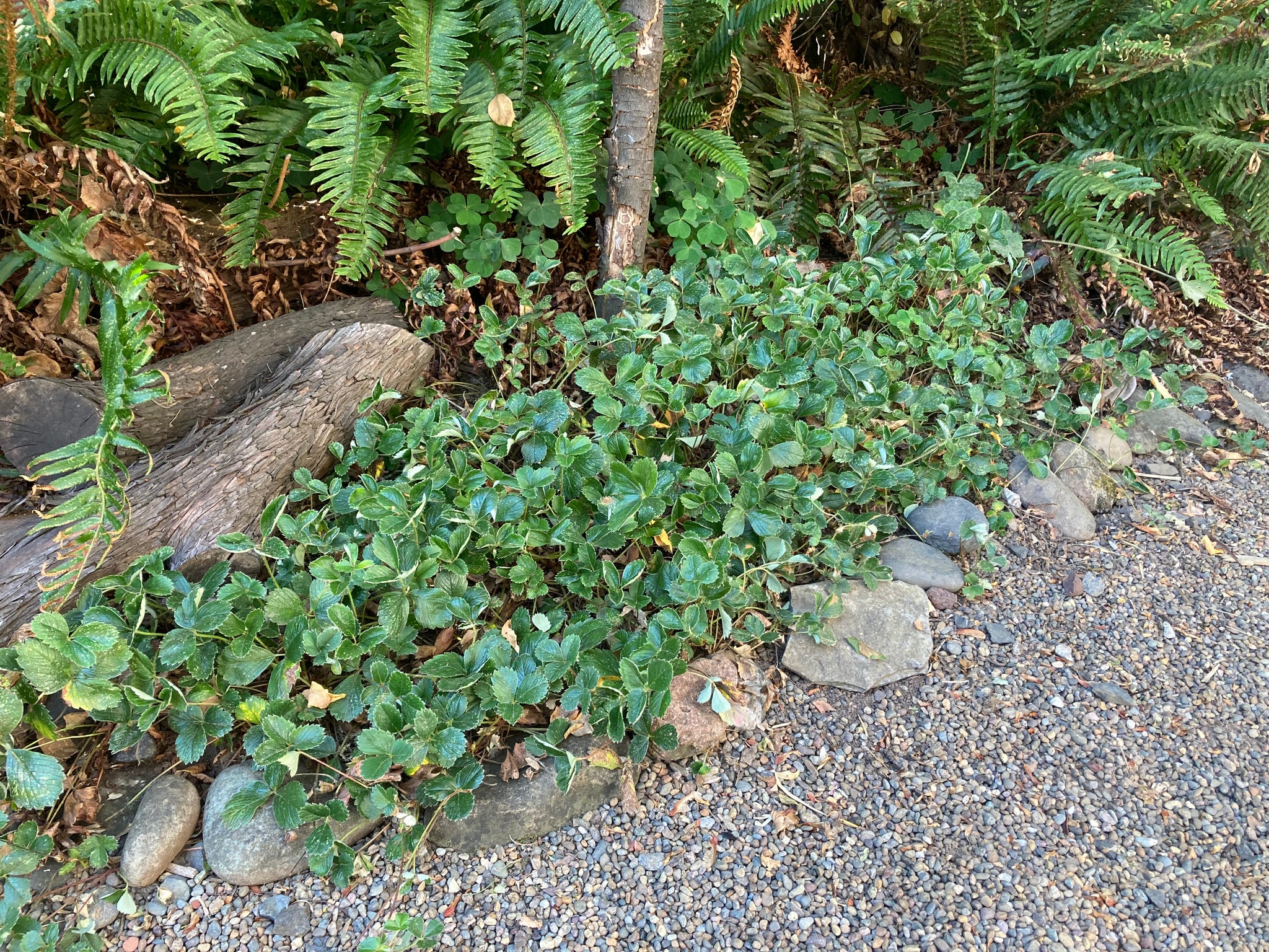 beach strawberry ground cover