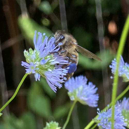 Blue-Eyed Grass Blooms for Bees and Butterflies - Virginia Native Plant  Society