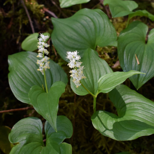 Snowberry – Sparrowhawk Native Plants