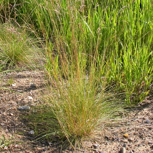 Roemer's Fescue – Sparrowhawk Native Plants