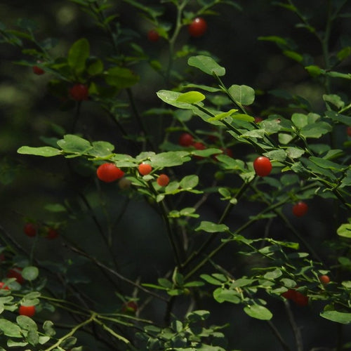Snowberry – Sparrowhawk Native Plants