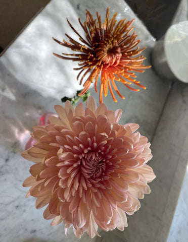 two chrysanthemums on a counter