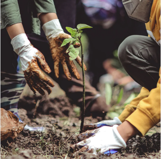 Hands placing a tree sapling into an area of mulched ground