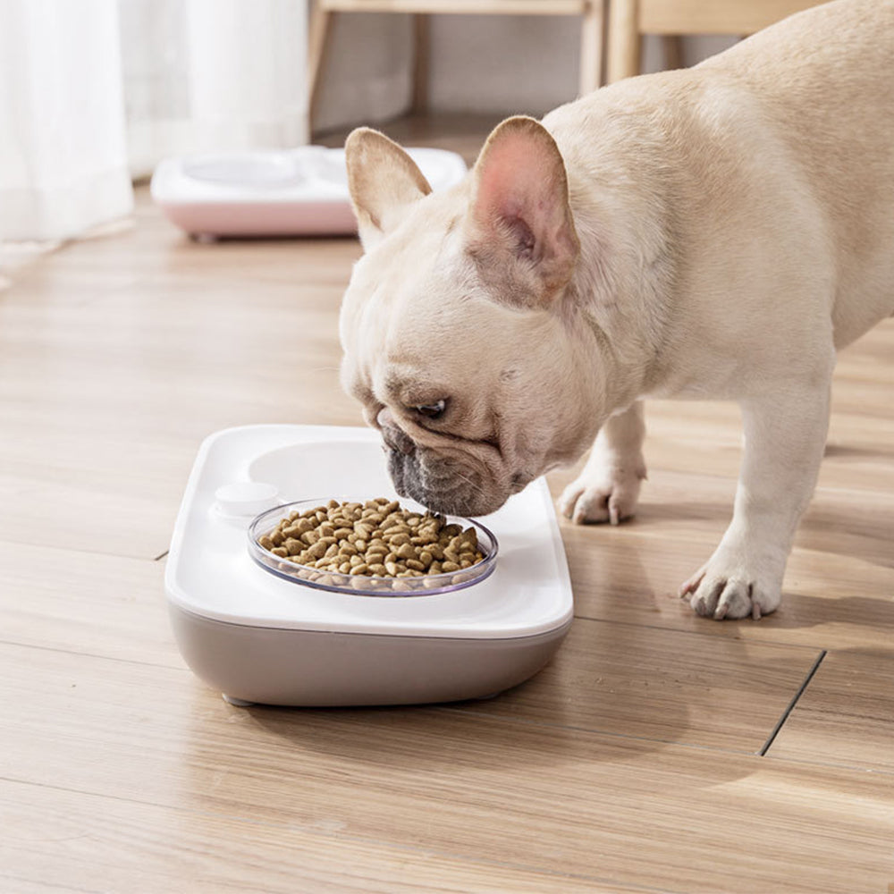 dog food bowl set