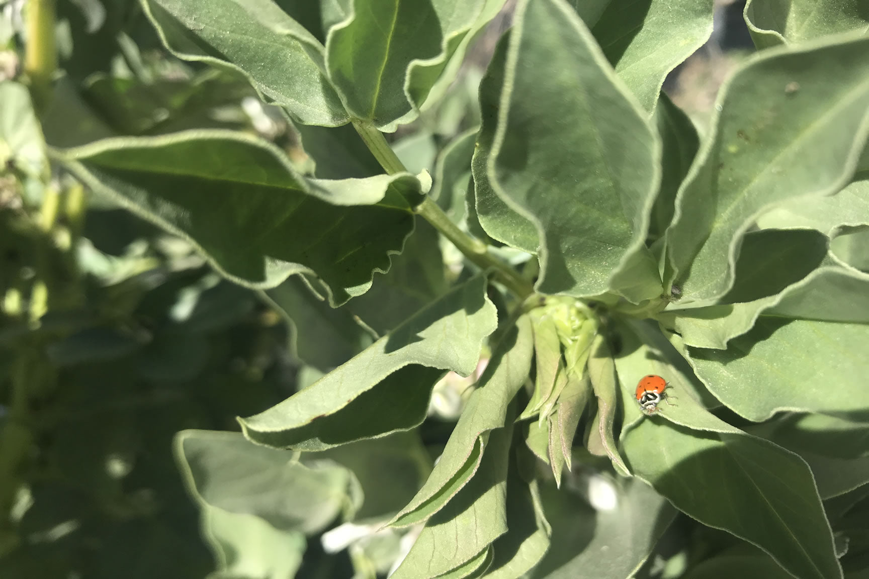 ladybug on fava bean