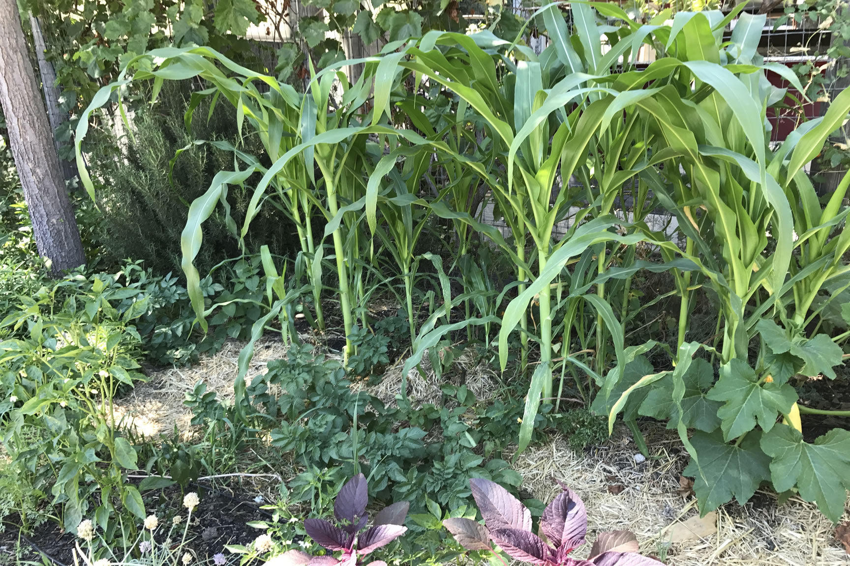 corn in the garden