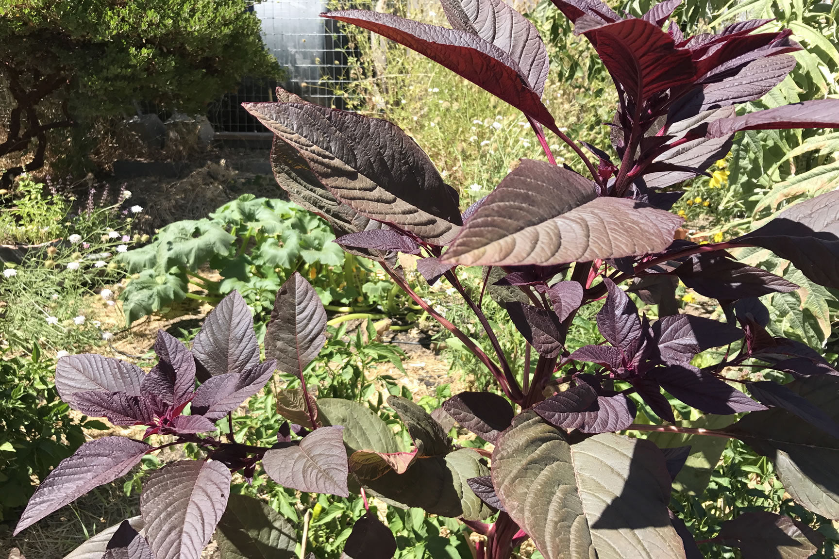 amaranth august garden notes