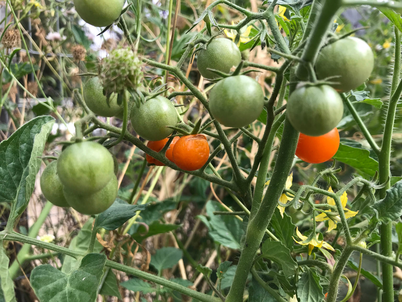 sungold tomatoes