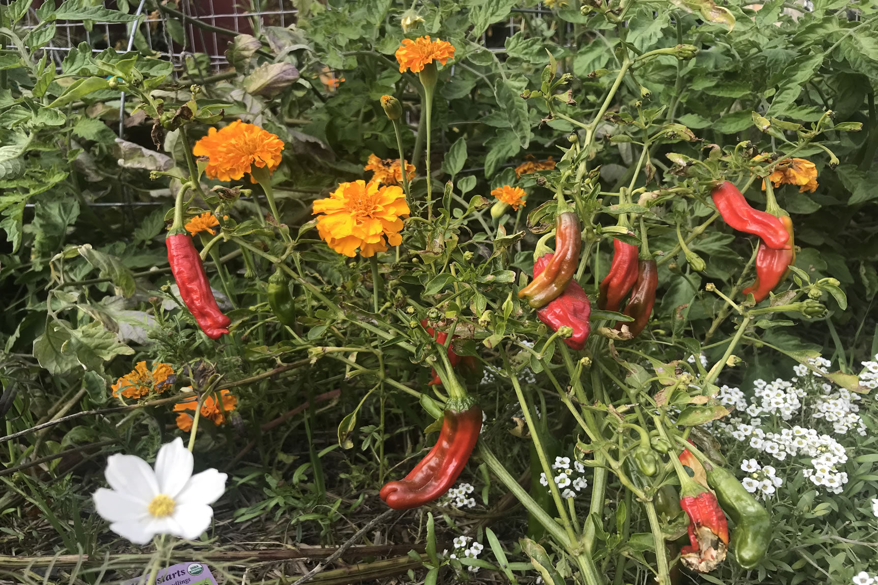 harvesting peppers