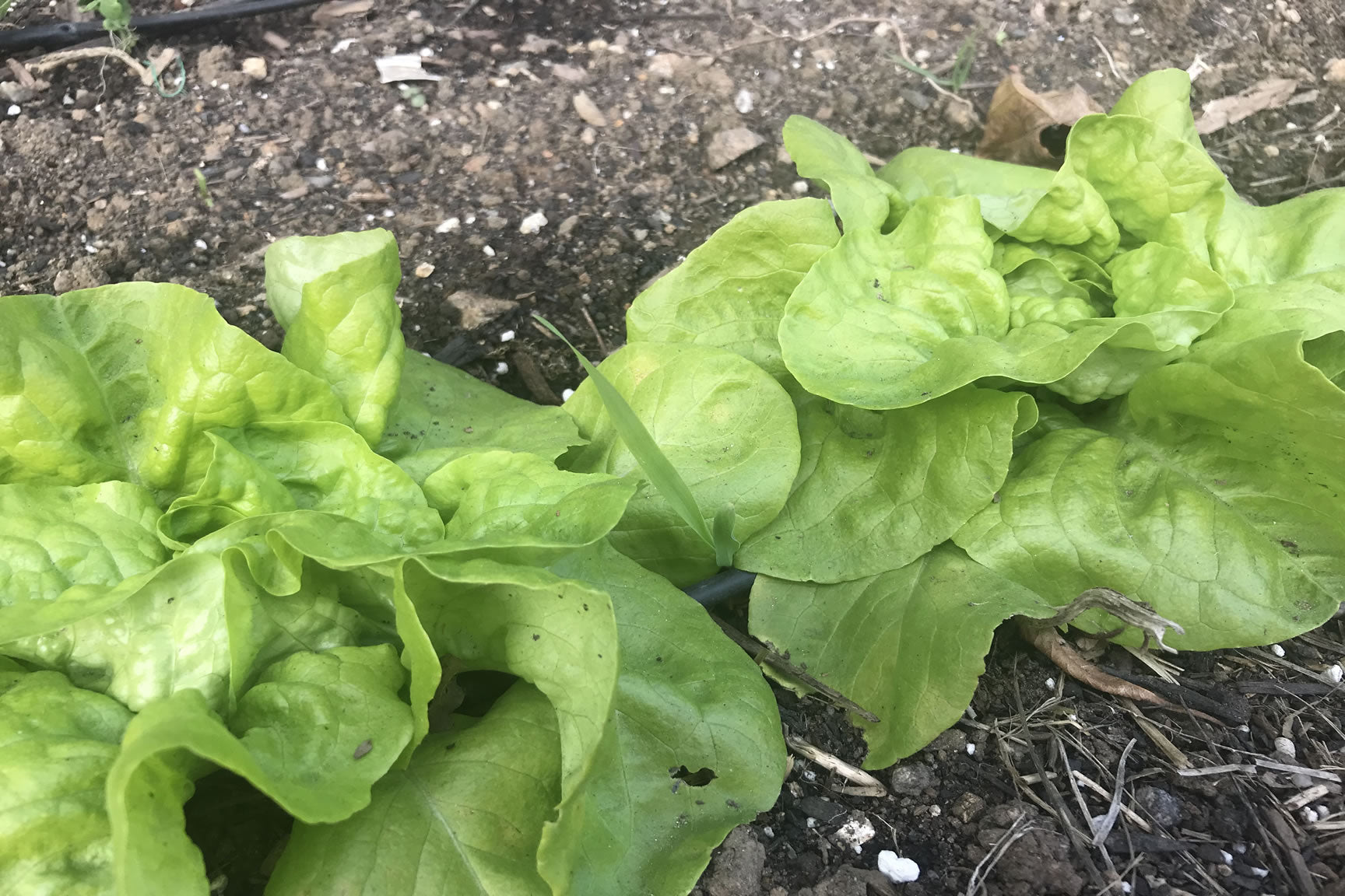 lettuce starts