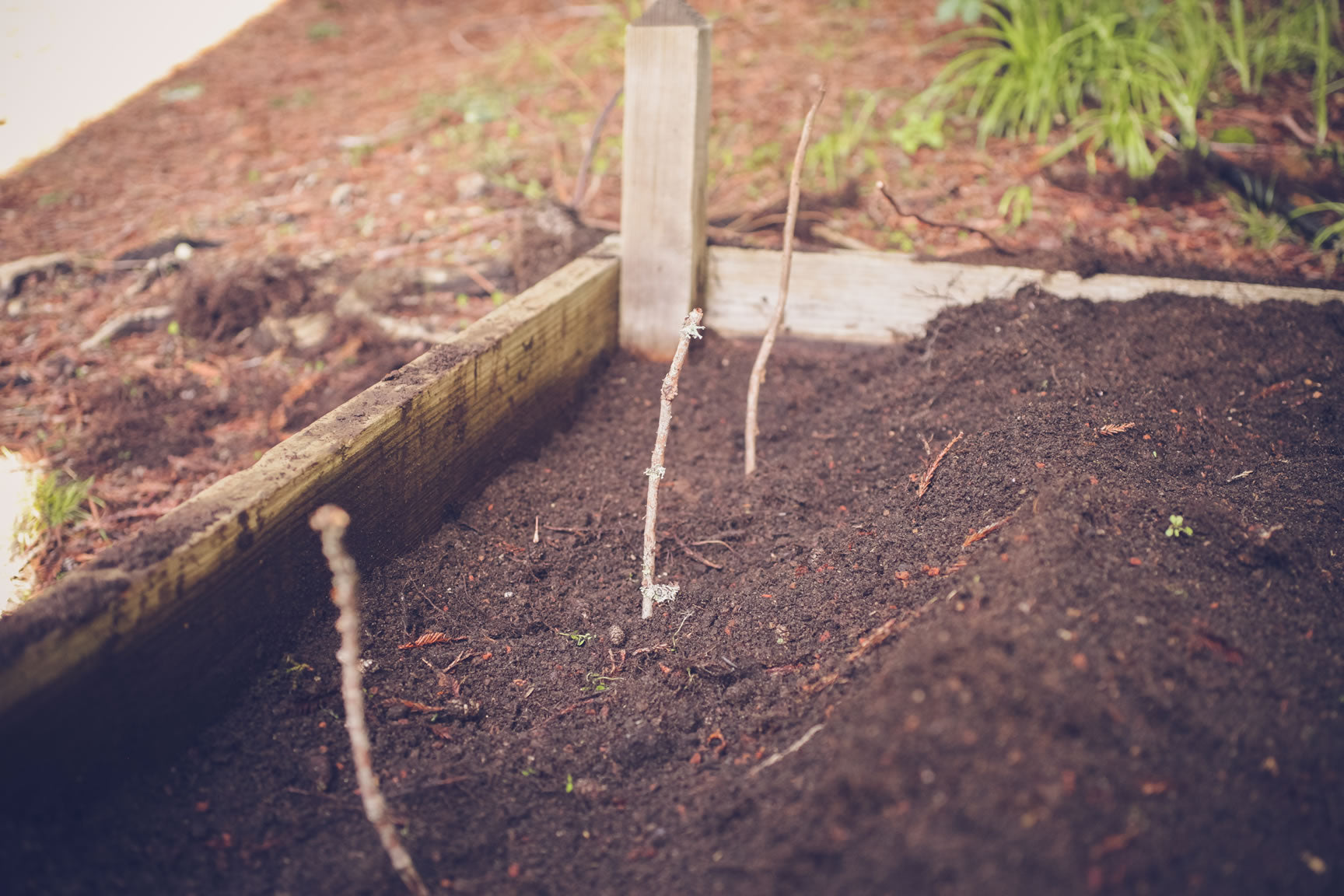 marked asparagus plants