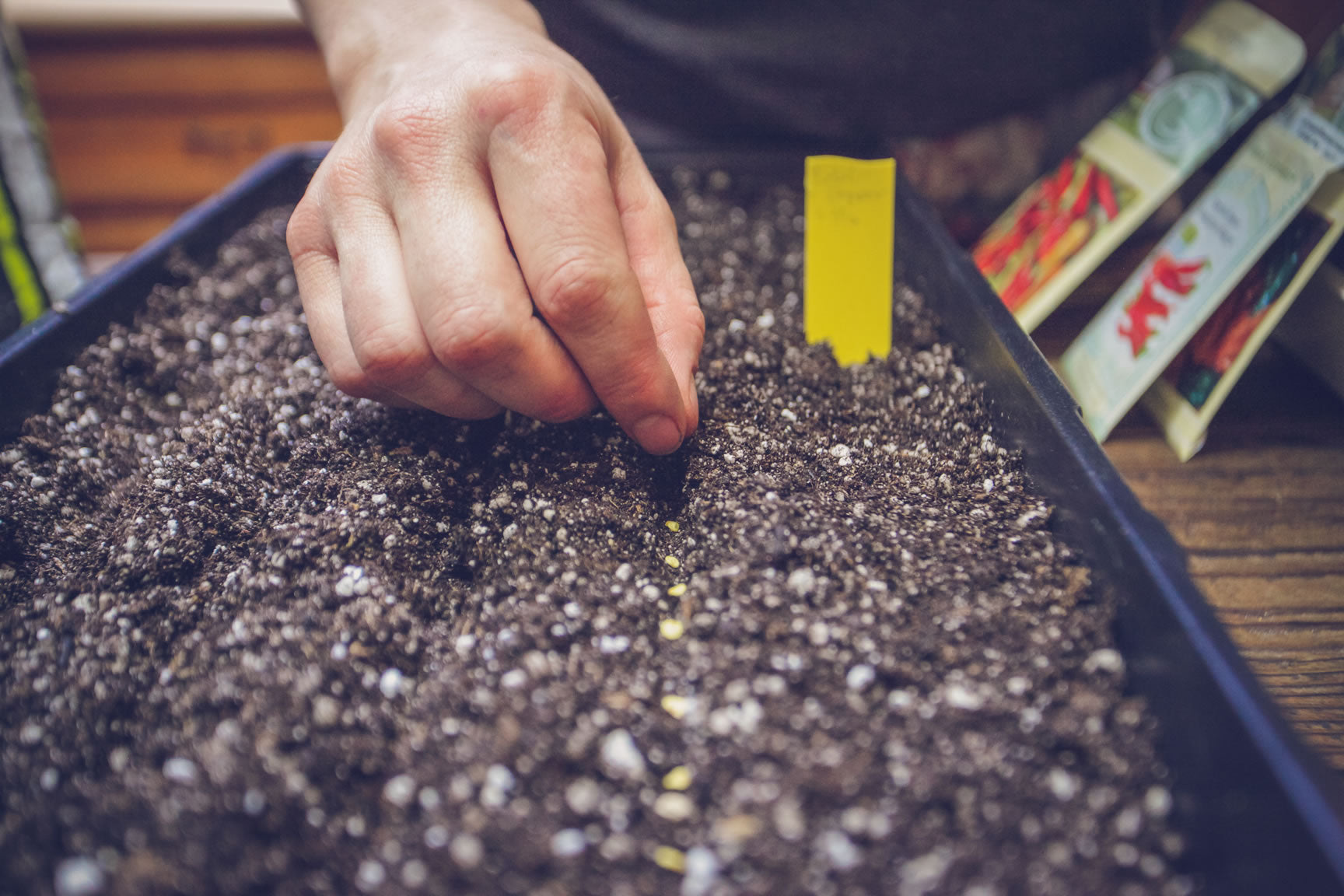 planting seeds