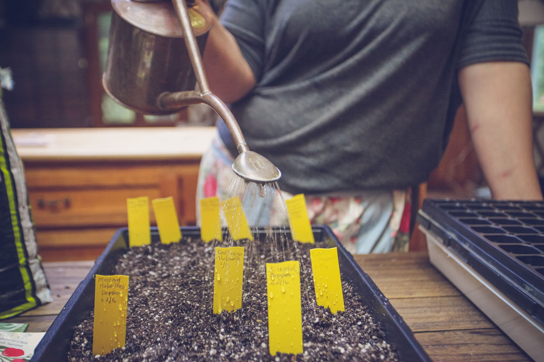 water seedlings