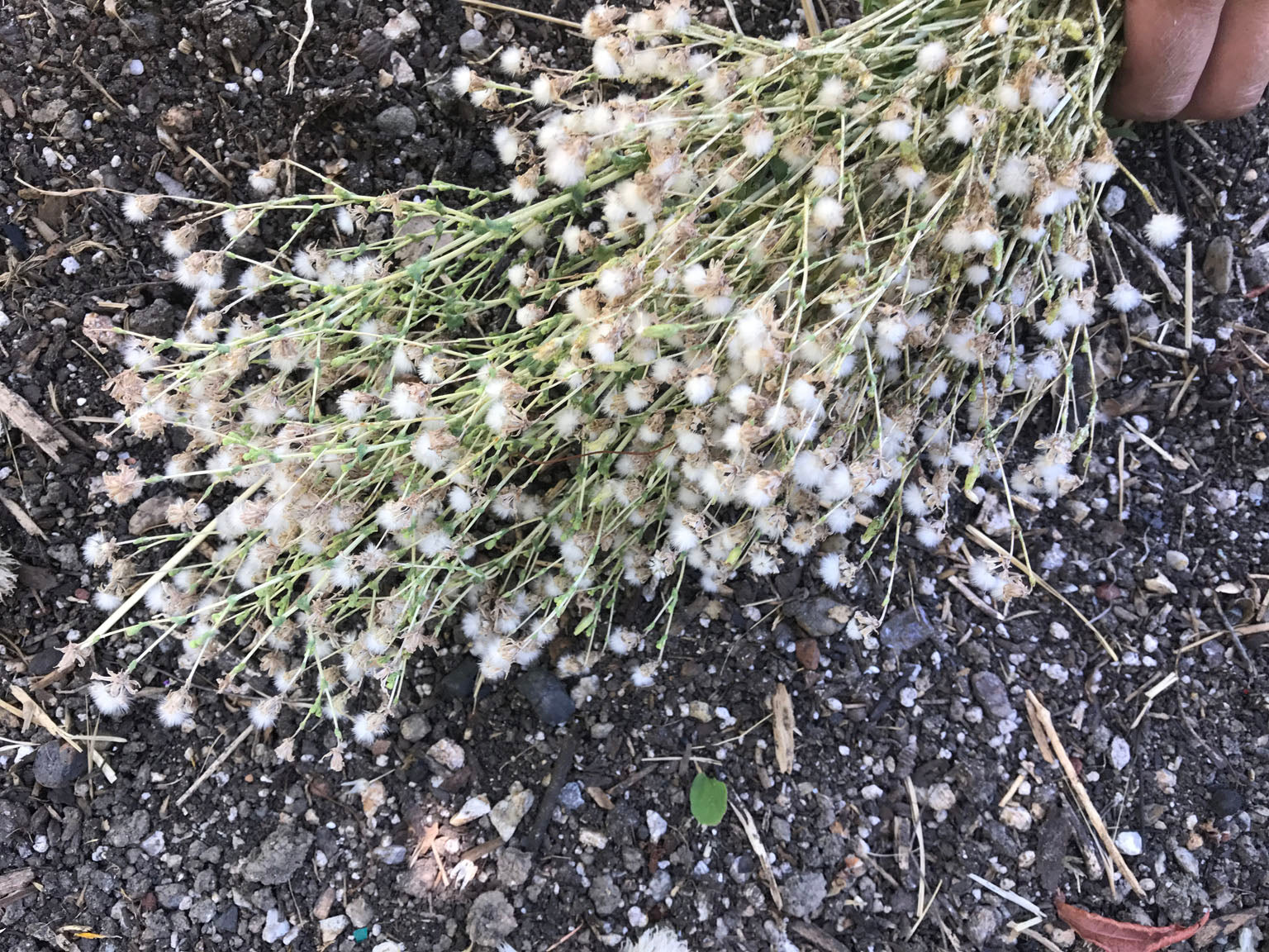 frothy flowers