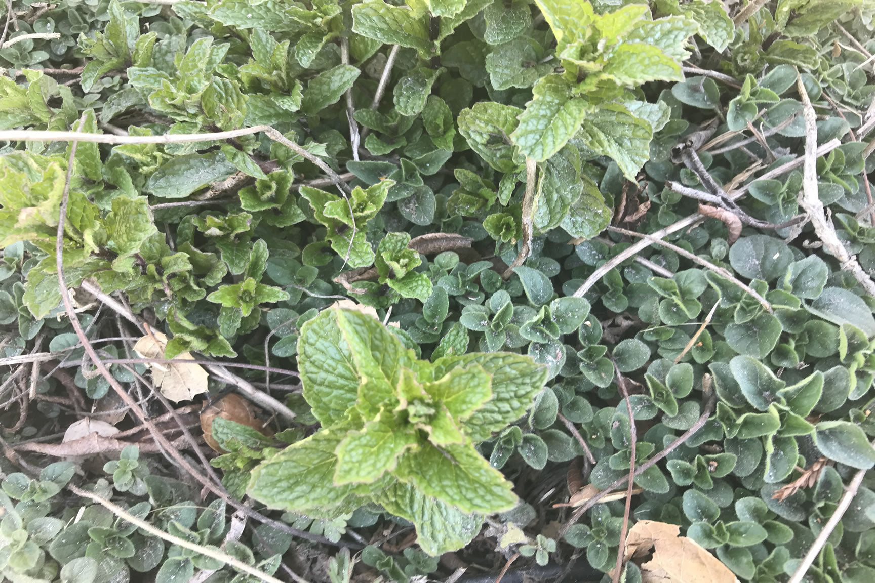 mint plants