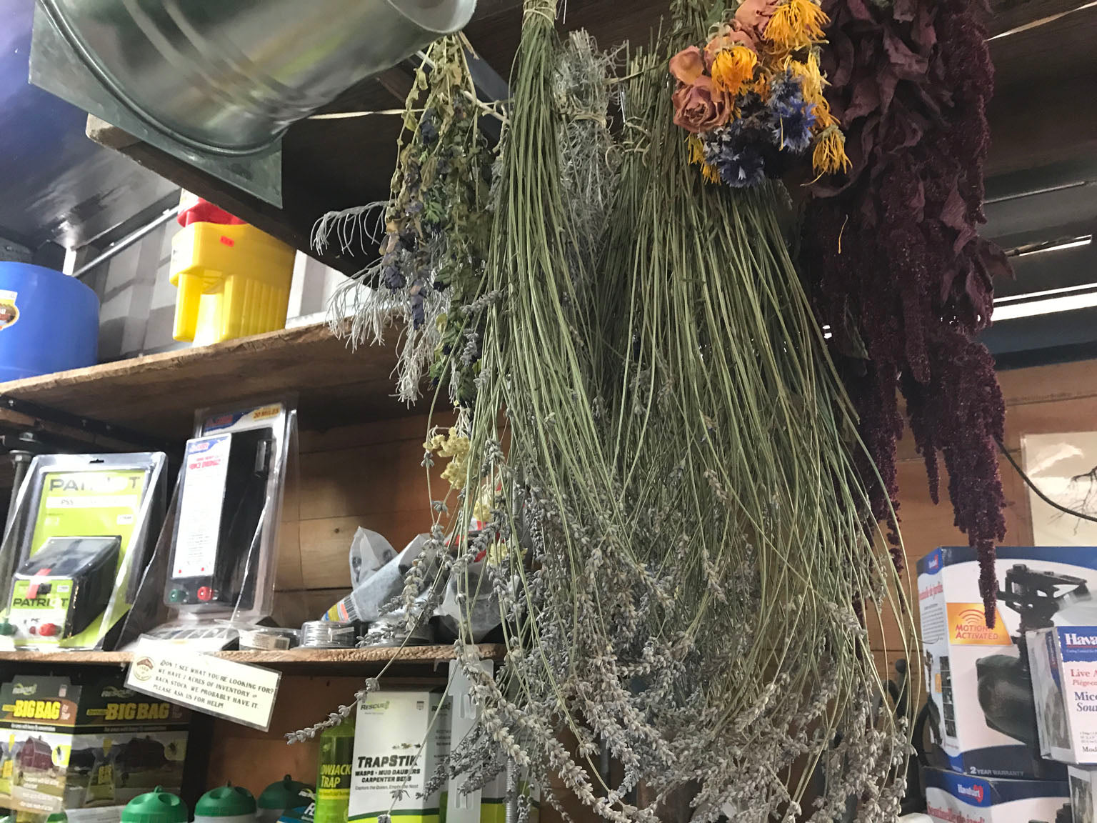 hanging herbs